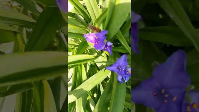 ТРАДЕСКАНЦИЯ ?♀️? цветет все лето на даче. ???♀️? смотреть онлайн