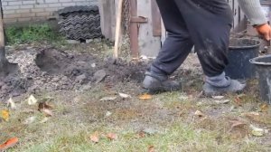 11.10.2016г.посадка вишен ВСТРЕЧАи ЧУДО ВИШНЯ