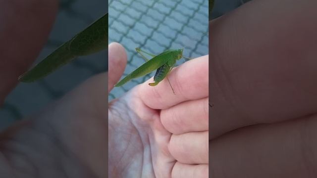 По дороге на вокзал встретил кузнечика?