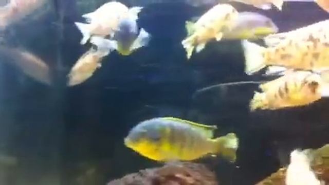 Tropheops sp Makokola Reef with OB females смотреть онлайн