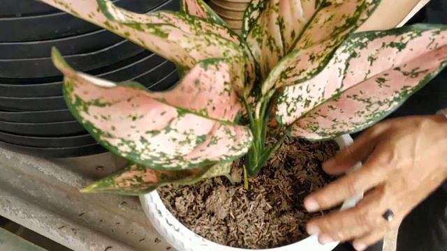 Aglonema Lady Valentine Kembang biak agronema | cara rawat agronema | agronema tunas | agronema new смотреть онлайн