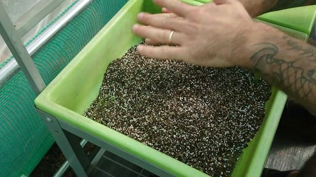 How To Sow Lithops And Other Small Cacti & Succulent Seeds