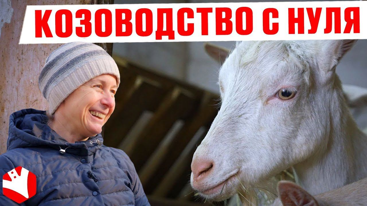 Козоводство как бизнес | Путь от 2 до 200 коз | КУЛЬТИВАТОР смотреть онлайн