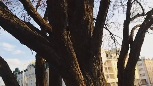 Первые цветущие экзотические деревья начала апреля смотреть онлайн