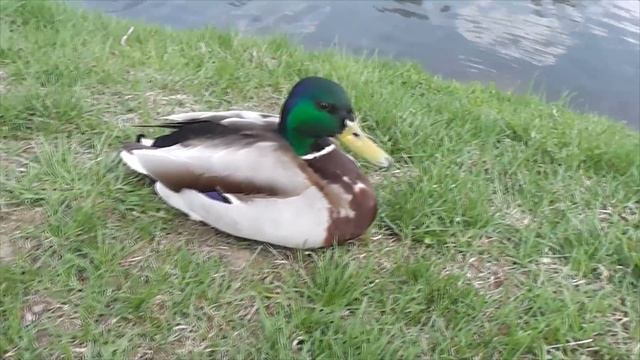 Минск, столица Беларуси, ч.1 смотреть онлайн