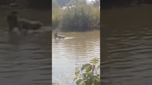 Купаюсь в пруду с утками)))🐤 смотреть онлайн