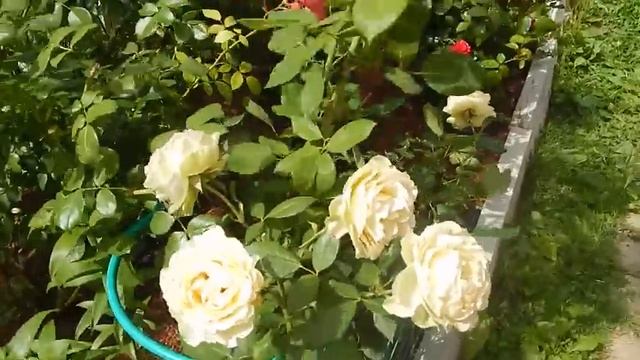 БЛОГЕРЫ ДАЮТ ПРОТИВОПОЛОЖНЫЕ СОВЕТЫ ПО ПОДКОРМКЕ.ГДЕ ИСТИНА? АЗЫ ПОДКОРМКИ.РОЛь ФОСФОРА. смотреть онлайн