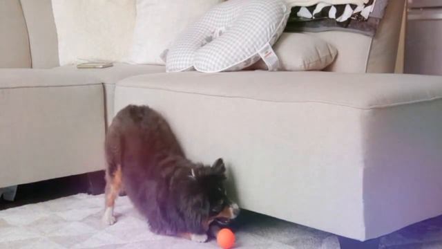 Mini Australian Shepherd - Top 10 Facts Pros and Cons of a Mini Aussie Dog смотреть онлайн