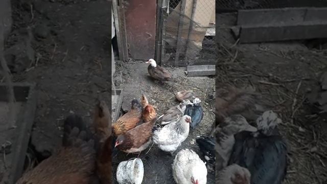 Почему не несутся индоутки?? смотреть онлайн