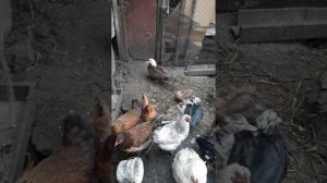 Почему не несутся индоутки??