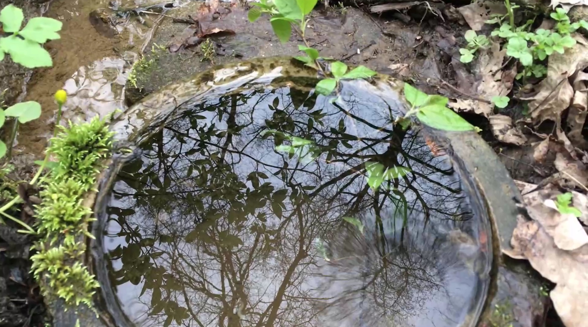 Родник в городском лесу.