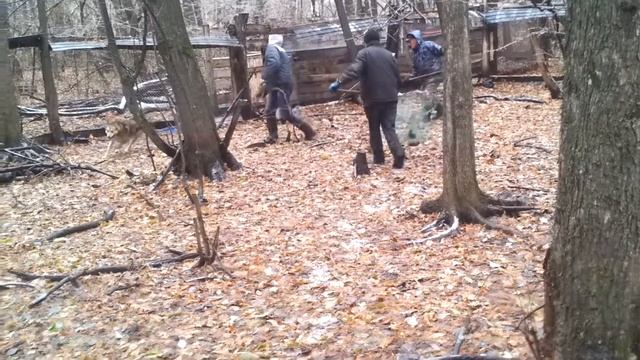 Работа Ингуса по барсуку смотреть онлайн