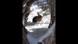 Пришвин М. М. «Жаркий час»