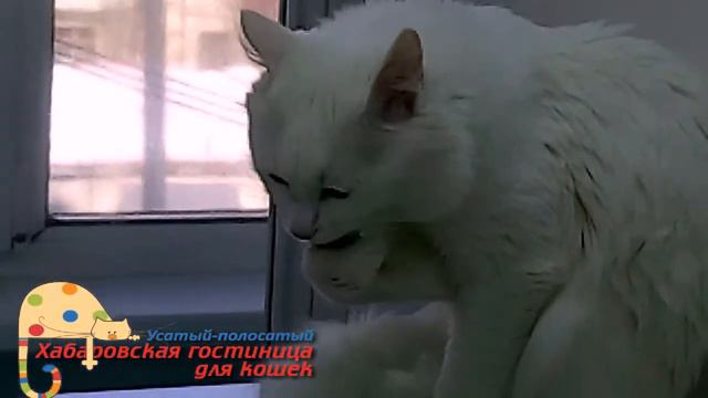 Гостиница для кошек Усатый полосатый смотреть онлайн