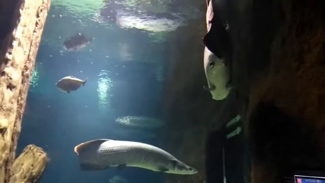 Москвариум. Серия 14. Крокодил, контактный аквариум, акула. смотреть онлайн