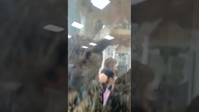 поехали с классом в зоологический музей смотреть онлайн