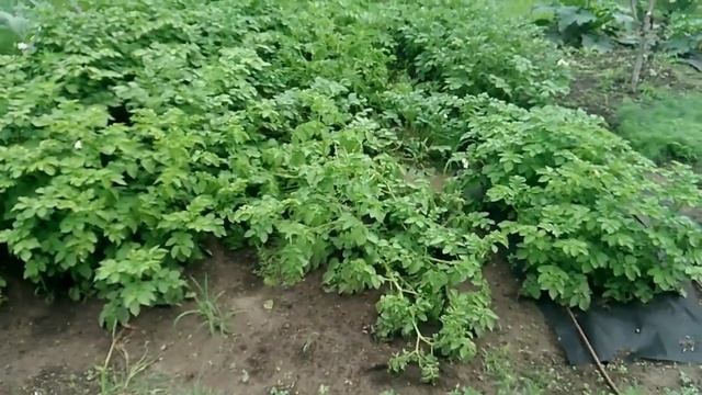 Тайные эксперименты с картофелем Пришло время рассказать все смотреть онлайн