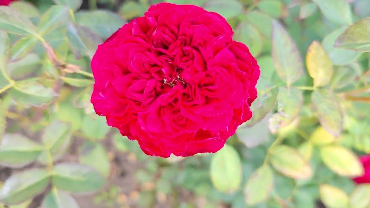 купить саженцы кусты роз с доставкой почтой или ТК по РФ смотреть онлайн