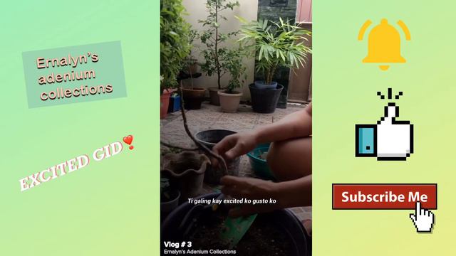 How to plant adenium cutting (EXITED GID🌺😁) |Ernalyn’s adenium collections смотреть онлайн