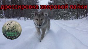 ЗВЕРОВАЯ ЛАЙКА , натаскиваем на ЛОСЯ по кровяному СЛЕДУ #охота#