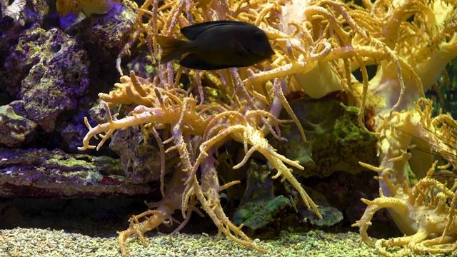 Música Relajante para Aliviar el Estrés ? De Tener Ansiedad, Depresión • Sanando Mente, Cuerpo смотреть онлайн