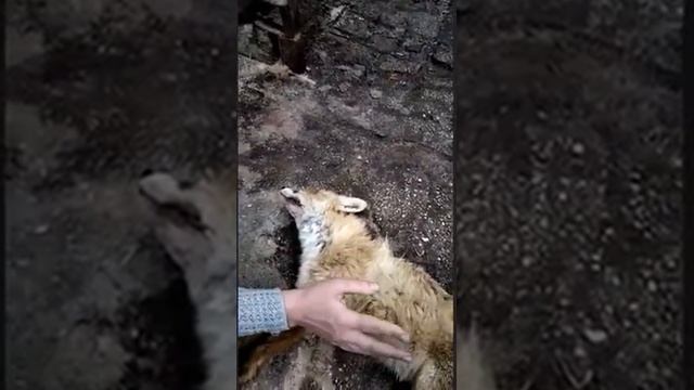 Как отличить бешеную лису, на примере добытой лисицы? смотреть онлайн