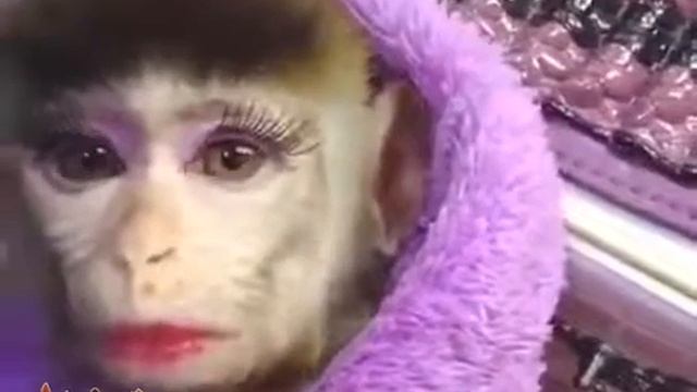 Накрашенная обезьяна ? смотреть онлайн