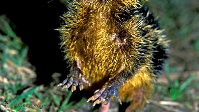 Тенрек - полосатый щетинистый ёж/Tenrec striped bristly hedgehog смотреть онлайн