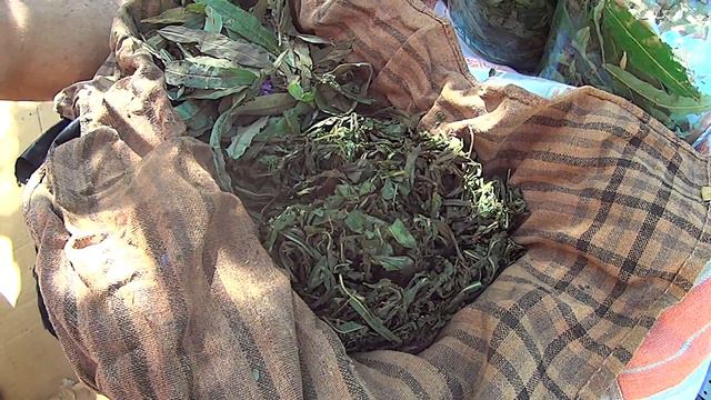 1666 Иван чай – 3 как заготавливать 1 смотреть онлайн