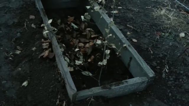 Укрытие инжирного куста в короб /Shelter Bush Figs In A Box