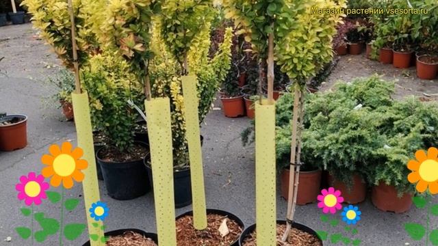 Барбарис тунберга. Краткий обзор, описание характеристик berberis thunbergii maria смотреть онлайн