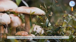 Окружающий мир 3 класс (Урок№11 - В царстве грибов.)