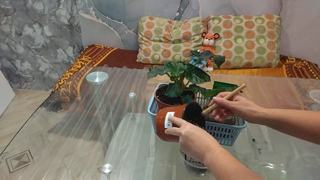 Черенкование и посадка черенка бегонии Элиатор. смотреть онлайн