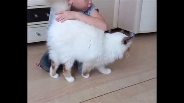 Выставка кошек онлайн Выставочный номер 187 смотреть онлайн