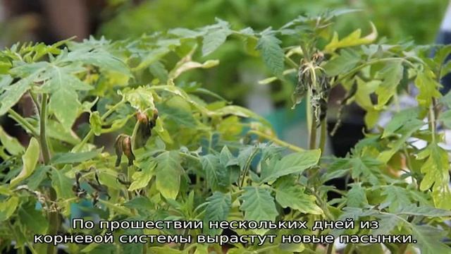 Подмерзла рассада помидор что делать смотреть онлайн