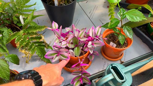 HOUSEPLANT Vlog: Latest PLANTS News for July! смотреть онлайн