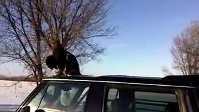 Охота с беркутом смотреть онлайн