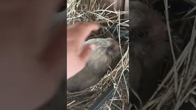 ближе к зиме решила стать клушкой Амераукана Лаванда)