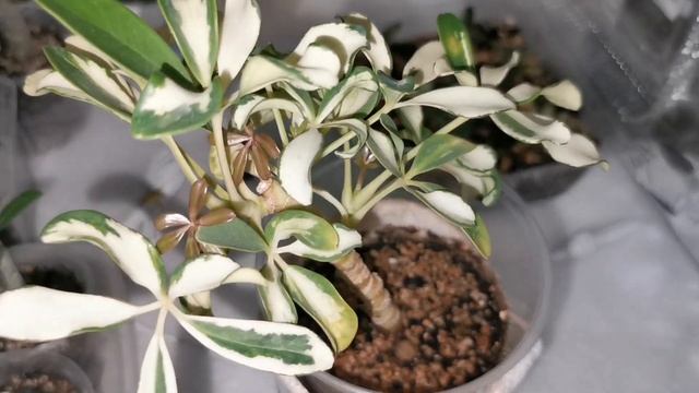 Адениумы // Гроубокс из подручных средств смотреть онлайн