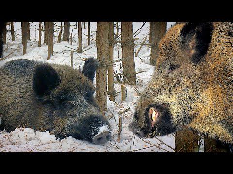 ПОСТЕЛЬ ДЛЯ КАБАНА | Film Studio Aves