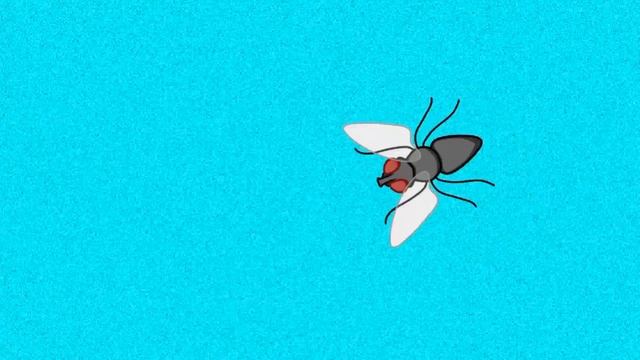 ? Муха: Игра для котов, кошек на экране! Муха летает и ползает. смотреть онлайн