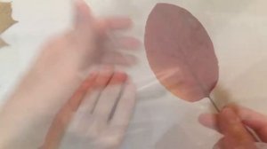 Ламинирование гербария без ламинатора