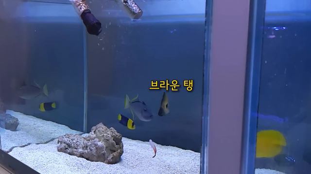 [해수어 키우기] 지금까지 이런봉달은 없었다... 봉달인지? 기부천사인지? смотреть онлайн