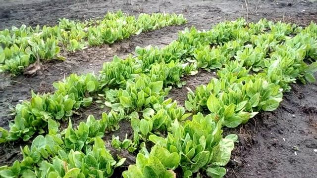 щавель. когда сеять СЕМЕНАМИ вот ответ!