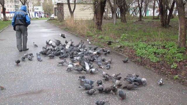 Завтрак голубей в центре Миасса. 23.04.2016 смотреть онлайн