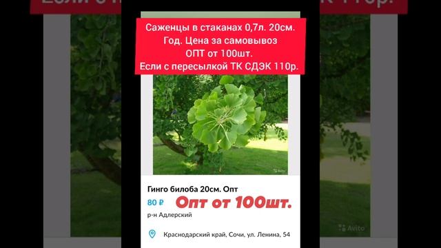 Саженцы в стаканах 0,7л. 20см. Год. Цена за самовывоз ОПТ от 100шт. Если с пересылкой ТК СДЭК 110р. смотреть онлайн