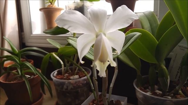 Cattleya loddigesii v. alba смотреть онлайн
