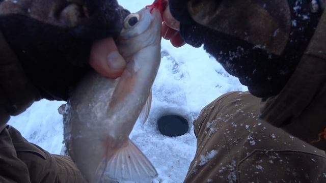Этот зверёк ныряет в лунку и ловит рыбу ! Зимняя рыбалка на ОКЕ ! Рыбалка на мормышку! смотреть онлайн
