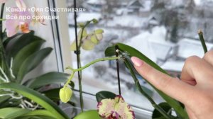 СЛОМАННЫЙ цветонос орхидеи продолжит рост и цветение