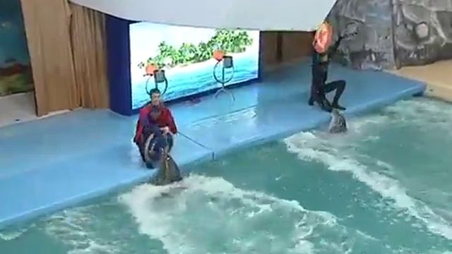 23 июля — Всемирный День кита и дельфина смотреть онлайн